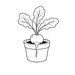 Radish Plant Co. - Home